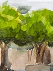 Small watercolor study of two trees with wide, bright green canopies and brown trunks. The background is soft gray and blue washes, with a simple ground shape at the bottom.